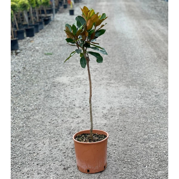 Örökzöld törpe liliomfa  MAGNOLIA GRANDIFLORA LITTLE GEM T1/4 K9