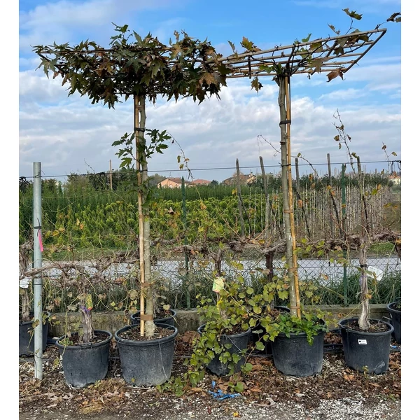 Juharlevelű platán   PLATANUS X ACERIFOLIA T230 18/20 TETŐ FORMA K80