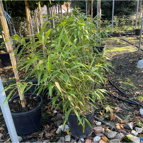 Japán nyílbambusz   PSEUDOSASA JAPONICA 60/+ K10