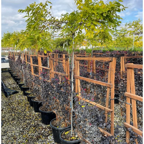 Lilaakác    WISTERIA SINENSIS PROLIFIC T180 ESERNYŐ FORMA K30 