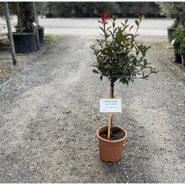 Örökzöld korallberkenye   PHOTINIA FRASERI COMPACTA T1/4 K7