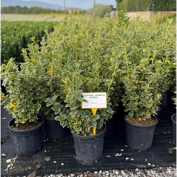 Japán kecskerágó   EUONYMUS JAPONICUS MARIEKE 40/60 K9