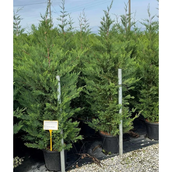 Leyland ciprus   CUPRESSOCYPARIS LEYLANDII 175/200 K18