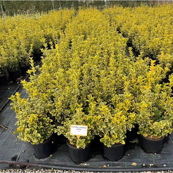Japán kecskerágó   EUONYMUS JAPONICUS ELEGANTISSIMUS AUREUSS K9