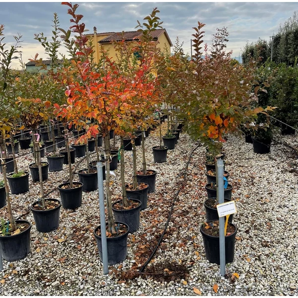 Kínai selyemmirtusz   LAGERSTROEMIA INDICA 1/2 6/8 K18