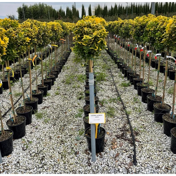 Japán kecskerágó   EUONYMUS JAPONICUS ELEGANTISSIMUS AUREUS T1/2 K9