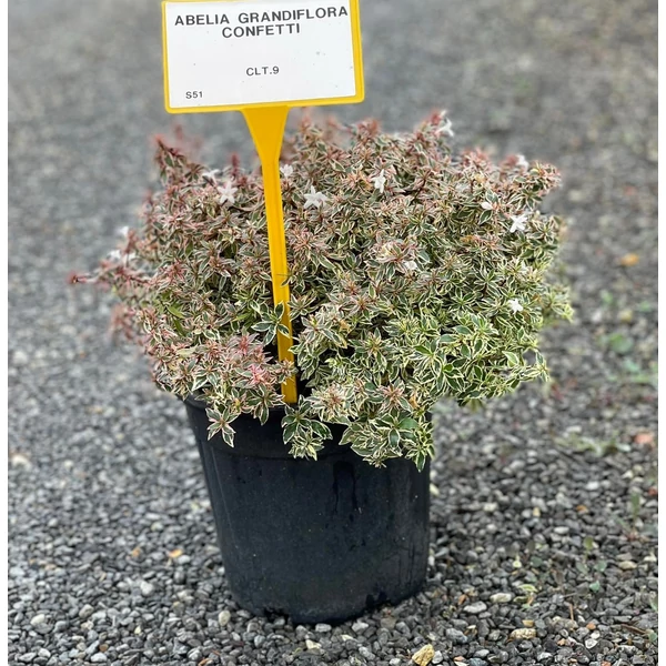 Nagyvirágú tárnicslonc   ABELIA GRANDIFLORA CONFETTI K9