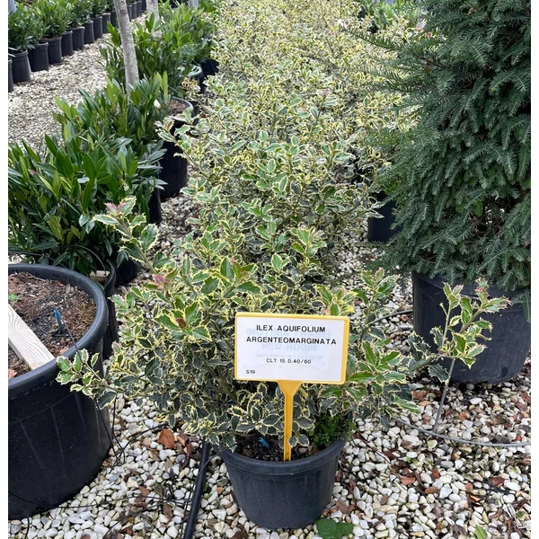Közönséges magyal   ILEX AQUIFOLIUM ARGENTEOMARGINATA 40/60 K15
