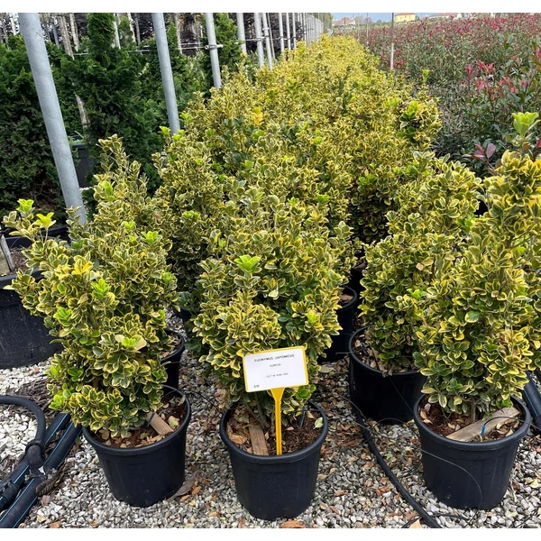 Japán kecskerágó   EUONYMUS JAPONICUS ELEGANTISSIMUS AUREUS 80/100 K18