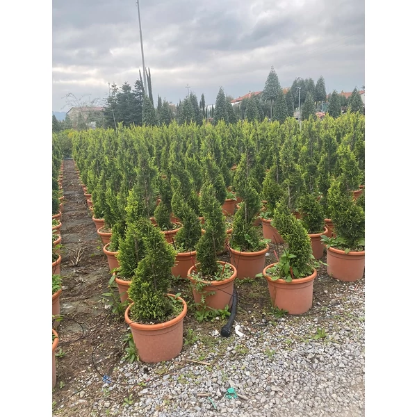 Arany lombú leyland ciprus CUPRESSOCYPARIS LEYLANDII CASTLEWELLAN GOLD SPIRÁL 80/100 K12