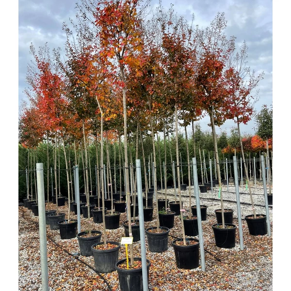 Kínai selyemmirtusz   LAGERSTROEMIA INDICA T200 10/12 K55