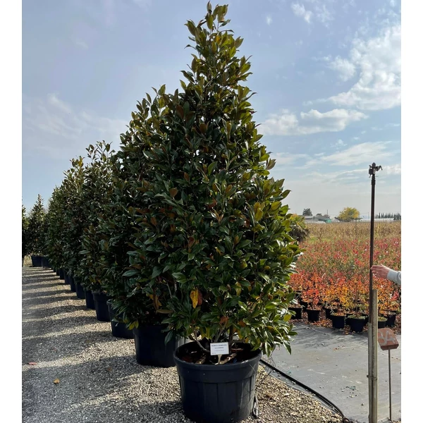 Örökzöld liliomfa   MAGNOLIA GRANDIFLORA GALLISONIENSIS 250/300 K230