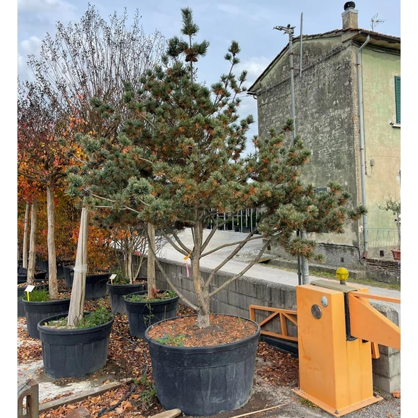 Japán fehérfenyő   PINUS PARVIFLORA GLAUCA TÖBBTÖRZSES K500