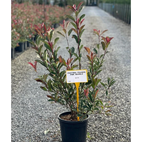 Örökzöld korallberkenye   PHOTINIA FRASERI PINK MARBLE 60/80 K9