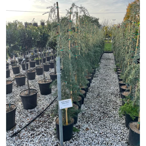 Csüngő himalájai cédrus  CEDRUS DEODARA PENDULA 125/150 K12