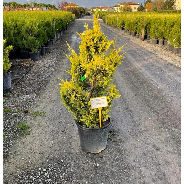 Arany lombú leyland ciprus CUPRESSOCYPARIS LEYLANDII GOLD RIDER BONSAI 100/120 K25