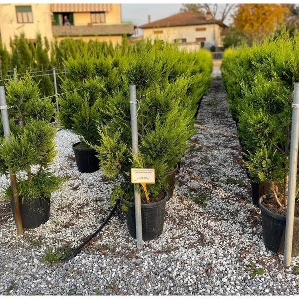 Arany lombú leyland ciprus CUPRESSOCYPARIS LEYLANDII CASTLEWELLAN GOLD POM-PON 140/160 K25