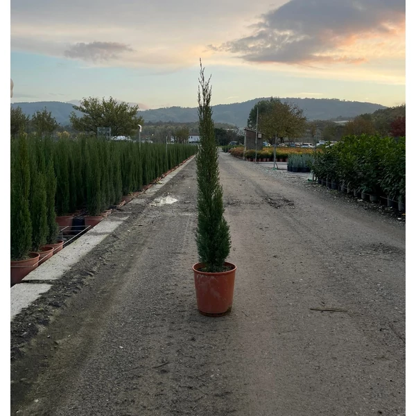 Európai ciprus   CUPRESSUS SEMPERVIRENS TOTEM 80/+ K7 