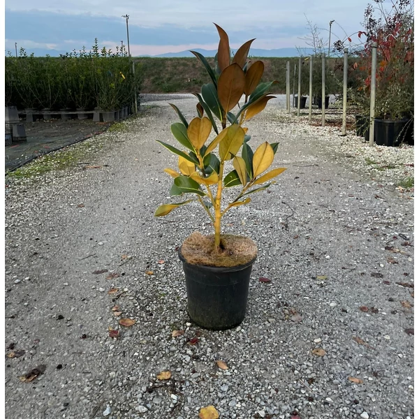 Örökzöld liliomfa   MAGNOLIA GRANDIFLORA GALLISONIENSIS 50/+ K10