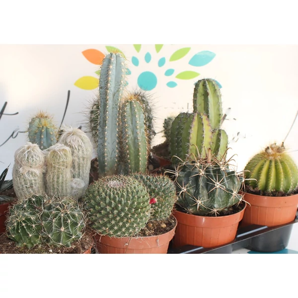 Kaktusz CACTUS MIX CS15-K1,5