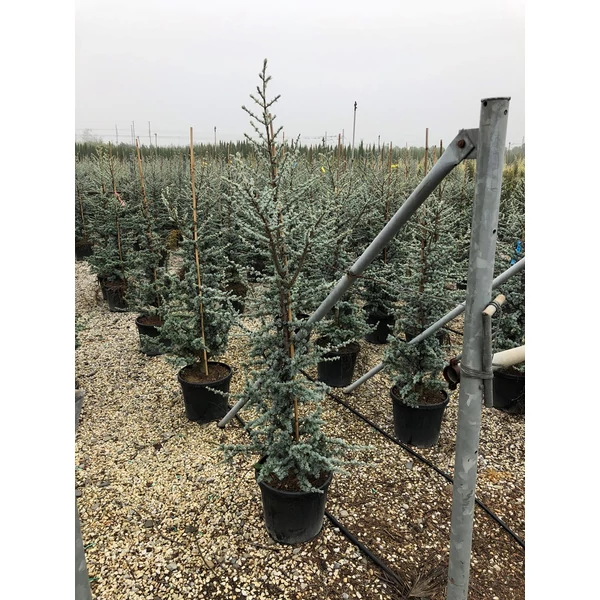 Kék atlasz cédrus  CEDRUS ATLANTICA GLAUCA 150/175 K30