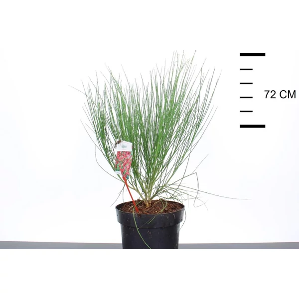 Korai zanót   CYTISUS BOSKOOP RUBY 40/50 K7,5