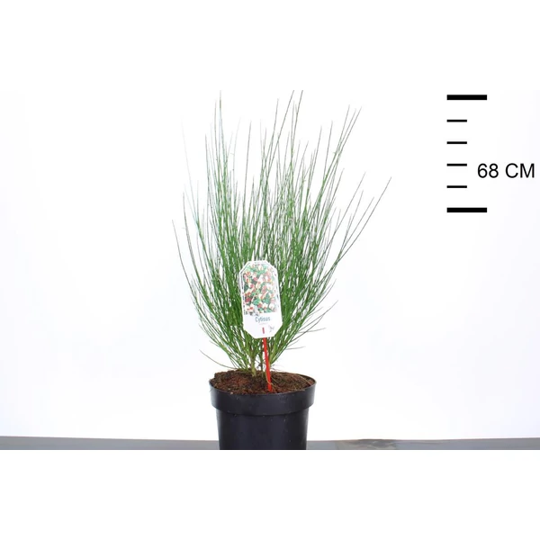 Korai zanót   CYTISUS GOLDFINCH 40/50 K7,5