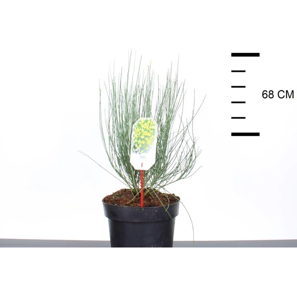 Korai zanót   CYTISUS PRAECOX ALLGOLD 40/50 K7,5