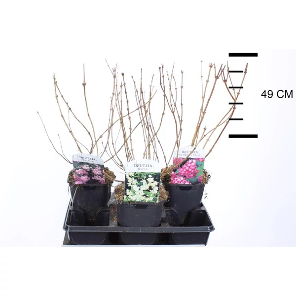 Gyöngyvirágcserje    DEUTZIA FAJTÁK 35/40 K2