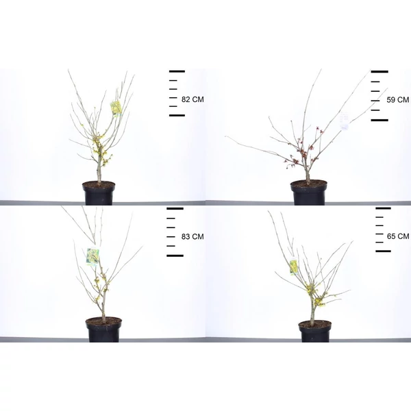 Varázsmogyoró    HAMAMELIS FAJTÁK 40/60 K4