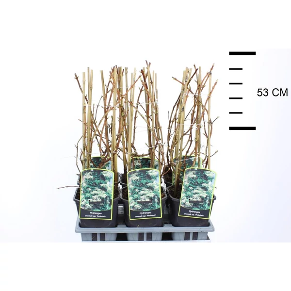 Kúszó hortenzia   HYDRANGEA ANOMALA PETIOLARIS 40CM K2