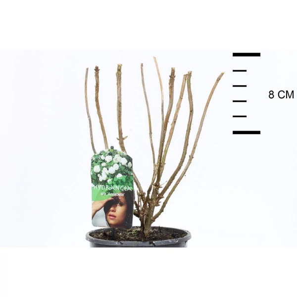 Cserjés hortenzia   HYDRANGEA ARBORESCENS ANNABELLE K2,5