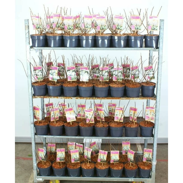 Bugás hortenzia   HYDRANGEA PANICULATA FAJTÁK 20/30 K2