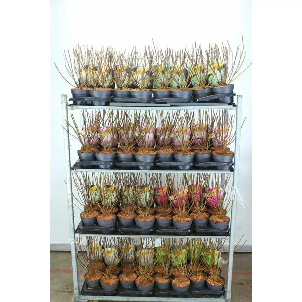 Bugás hortenzia   HYDRANGEA PANICULATA FAJTÁK K2