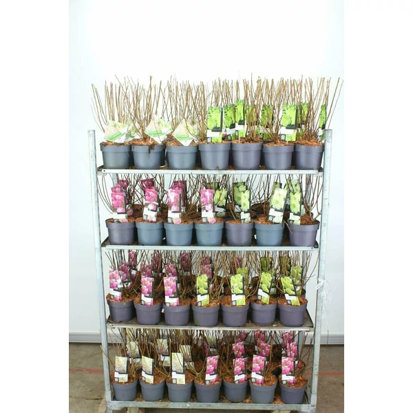 Bugás hortenzia   HYDRANGEA PANICULATA FAJTÁK K3