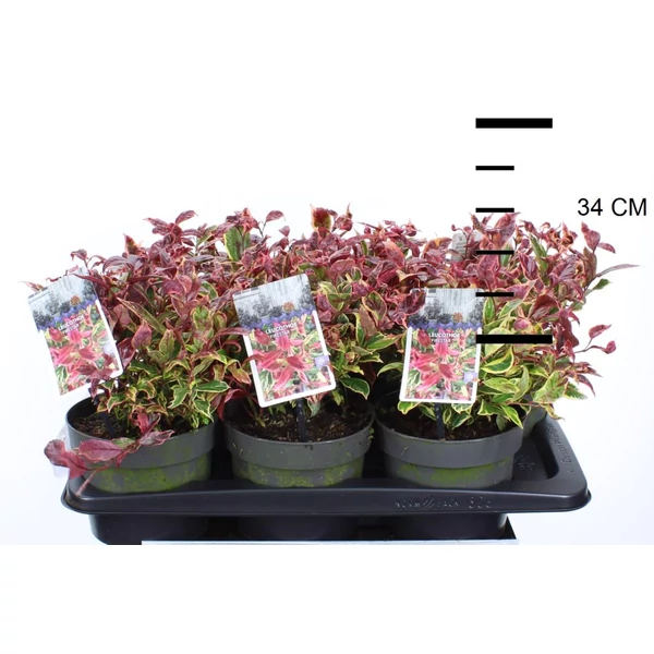 Fürtös hanga   LEUCOTHOE AXILLARIS FIRESTAR 20/30 K2