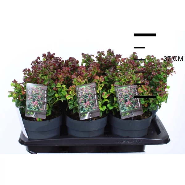 Fürtös hanga   LEUCOTHOE AXILLARIS CURLY RED 20/30 K2