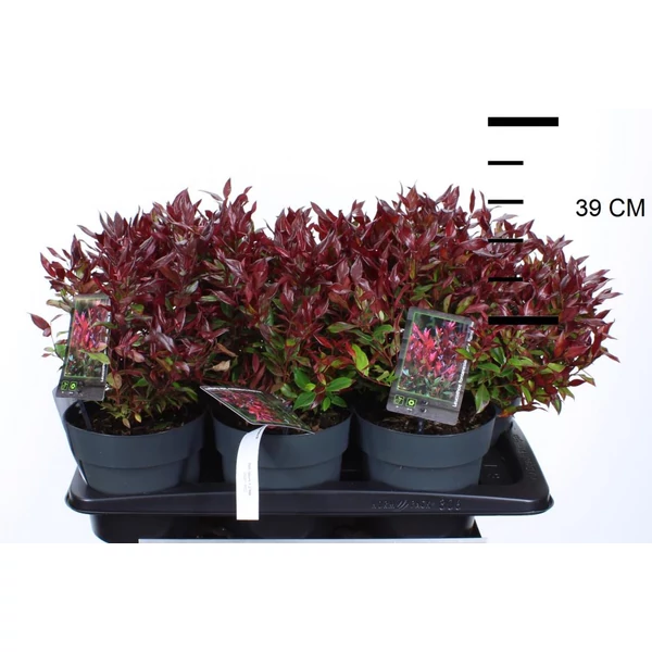 Fürtös hanga   LEUCOTHOE AXILLARIS LITTLE FLAME 20/30 K2