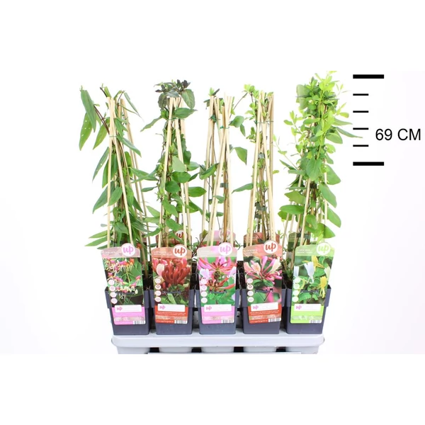 Kúszó lonc   LONICERA FAJTÁK 70CM K2