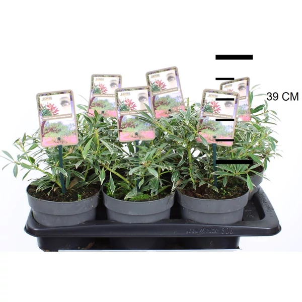 Japán babérhanga   PIERIS JAPONICA FLAMING SILVER 20/30 CS17