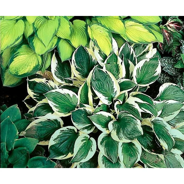 Árnyékliliom HOSTA FAJTÁK CS11   