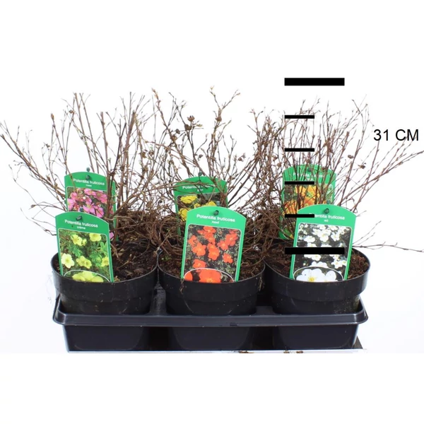 Cserjés pimpó   POTENTILLA FAJTÁK 25/30 K1,5