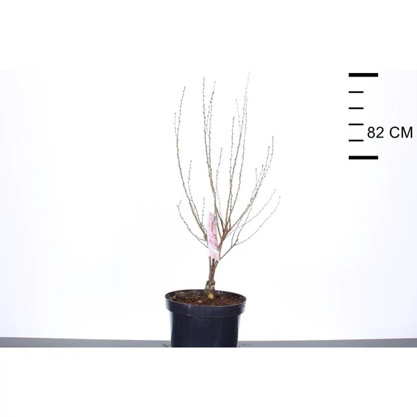 Törpe mandula   PRUNUS TENELLA FIRE HILL 50/60 K7,5