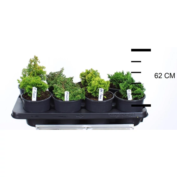 Hinoki hamisciprus   CHAMAECYPARIS OBTUSA FAJTÁK 12/+ CS13