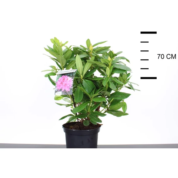 Havasszépe    RHODODENDRON COSMOPOLITAN 30/40 K5