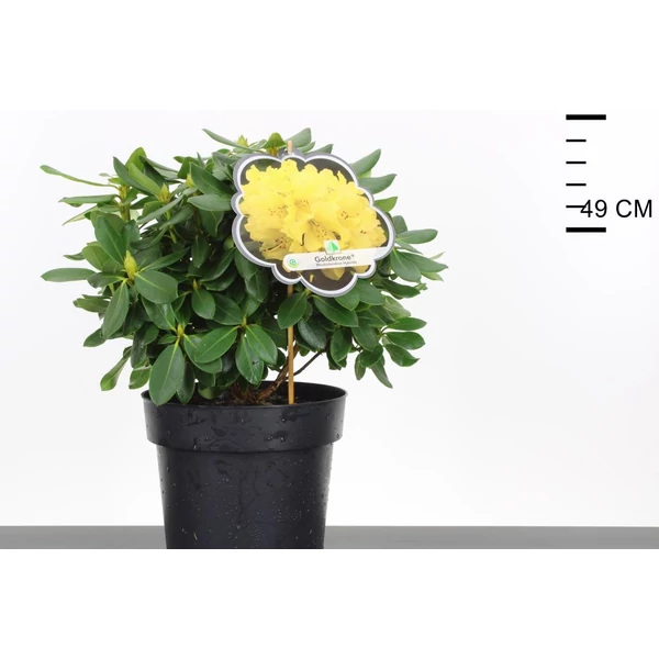 Havasszépe    RHODODENDRON GOLDKRONE 30/40 K5
