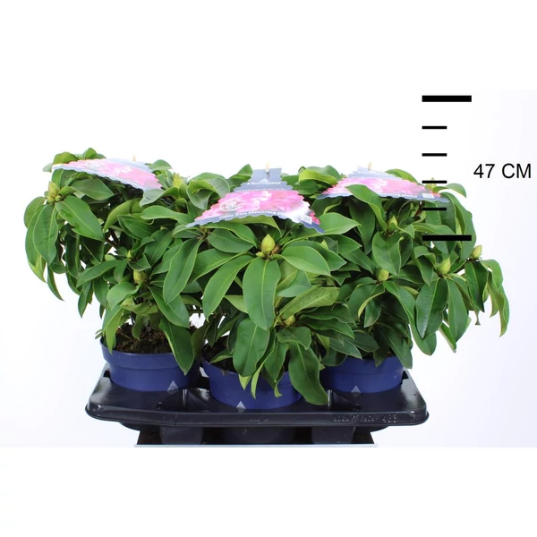 Havasszépe    RHODODENDRON XXL 30/35 CS19