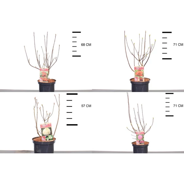 Azálea    AZALEA KNAPHILL 30/40 K4