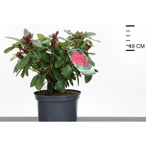 Havasszépe    RHODODENDRON TROMBA 30/35 K5