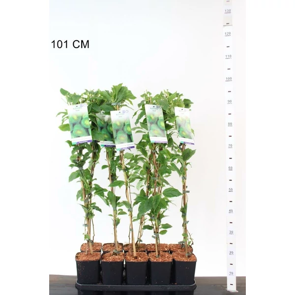 Issai japán kivi ACTINIDIA ARGUTA ISSAI 80/+ K2